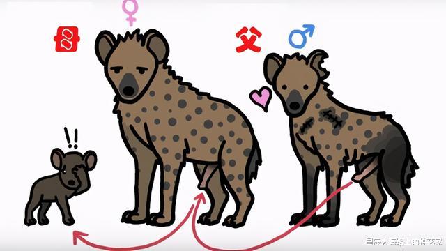 鬣狗|斑鬣狗雌雄同体吗？为什么雌性会长着长长的雄性的生殖器？