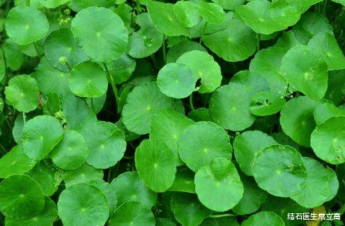 「肾结石」是吃太荤会容易患肾结石还是吃太素?看看自己吃对了吗?