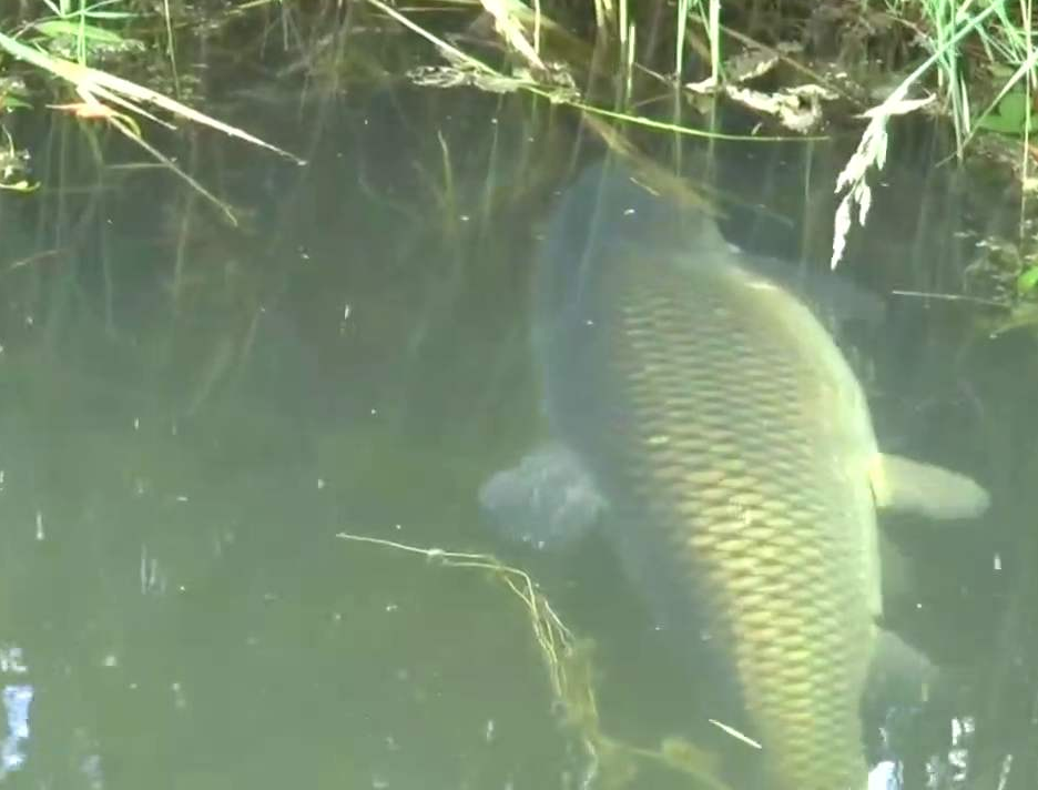 ▲搞懂每种鱼喜欢吃什么食物，以后垂钓就事半功倍