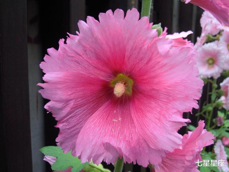 生肖:喜鹊敲门7月8号,富贵开花,全家喜气洋洋,鸿运到,不缺钱生肖