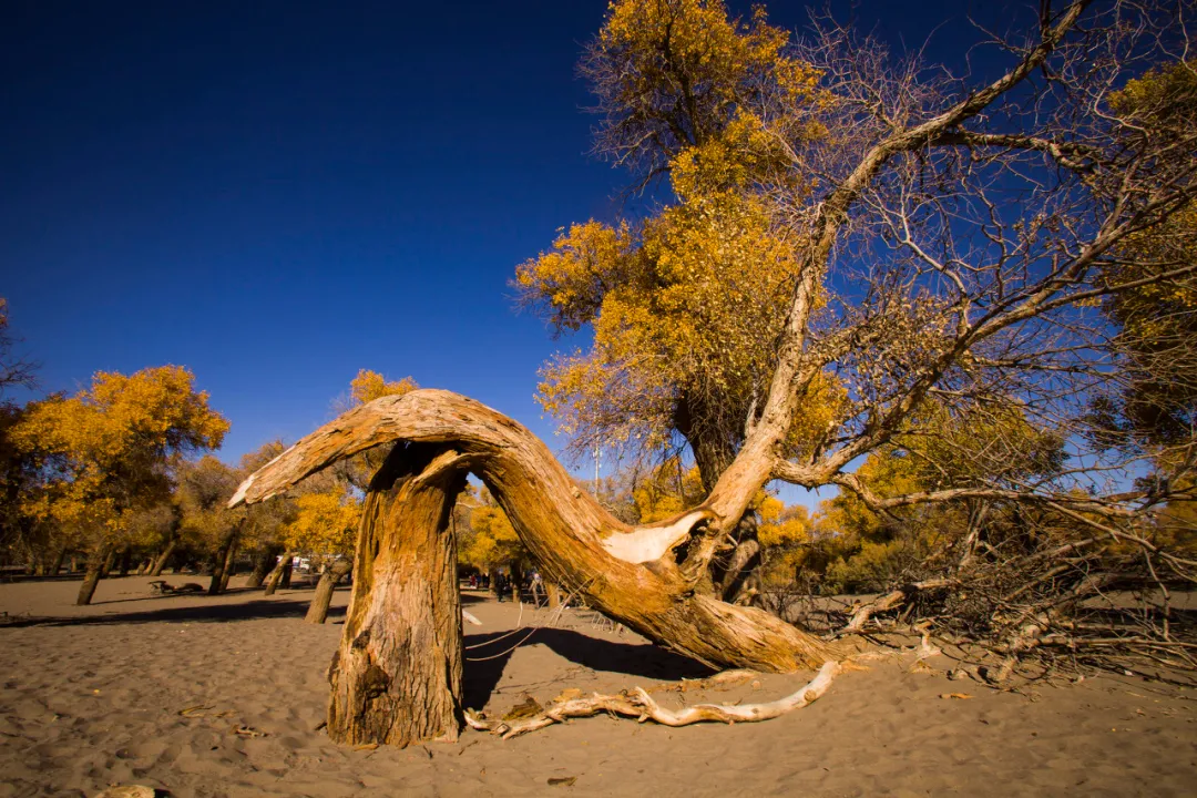 额济纳|忽然,想去额济纳了