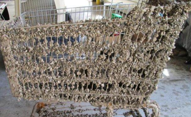 斑马|世界上最大的淡水湖群，被这种没有天敌的动物入侵，复原太难