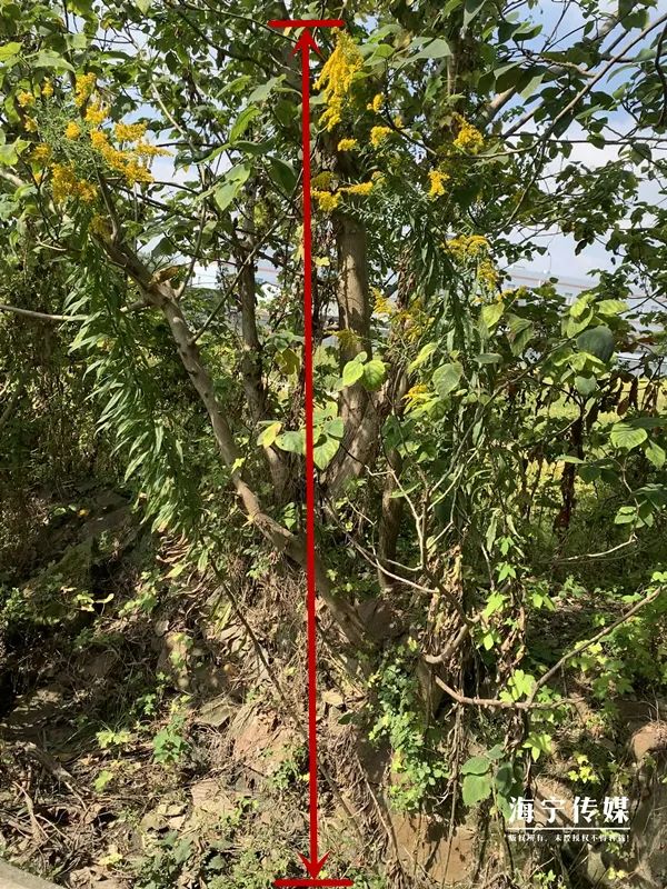 海宁日报|“繁殖这么快，有点吓人”，市民发现海宁这里一大片...急了