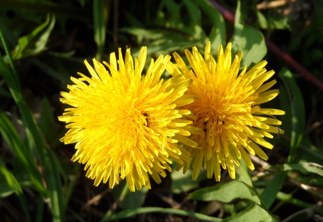 狮子座|10月中，忘却旧情，伴你下半生，喜迎良缘真爱出现的四大星座