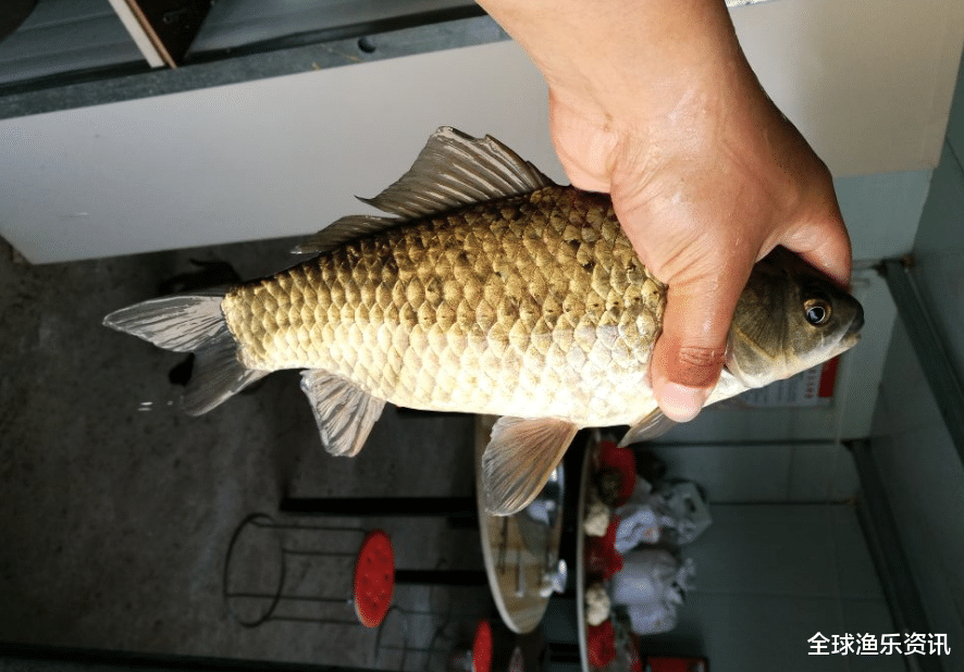 『』老钓友拿手搭配：用枸杞钓鱼，鱼获简直超过想象