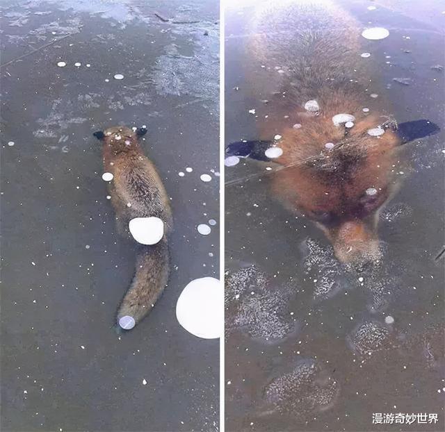 狐狸|动物惨遭冻结的22个画面，看得我全身发冷……