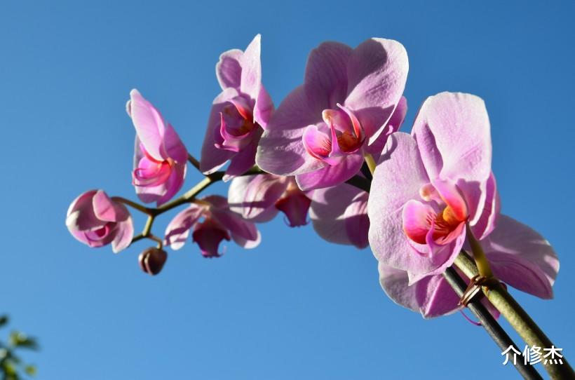 #生肖#7月初，真爱来了挡都挡不住，脱单在即！爱情运最旺盛的四大生肖