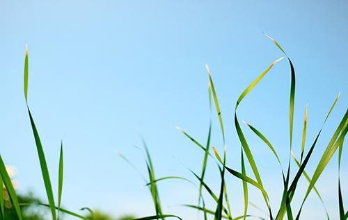 [生肖]婚后日子越过越富，有少奶奶命的三大生肖女