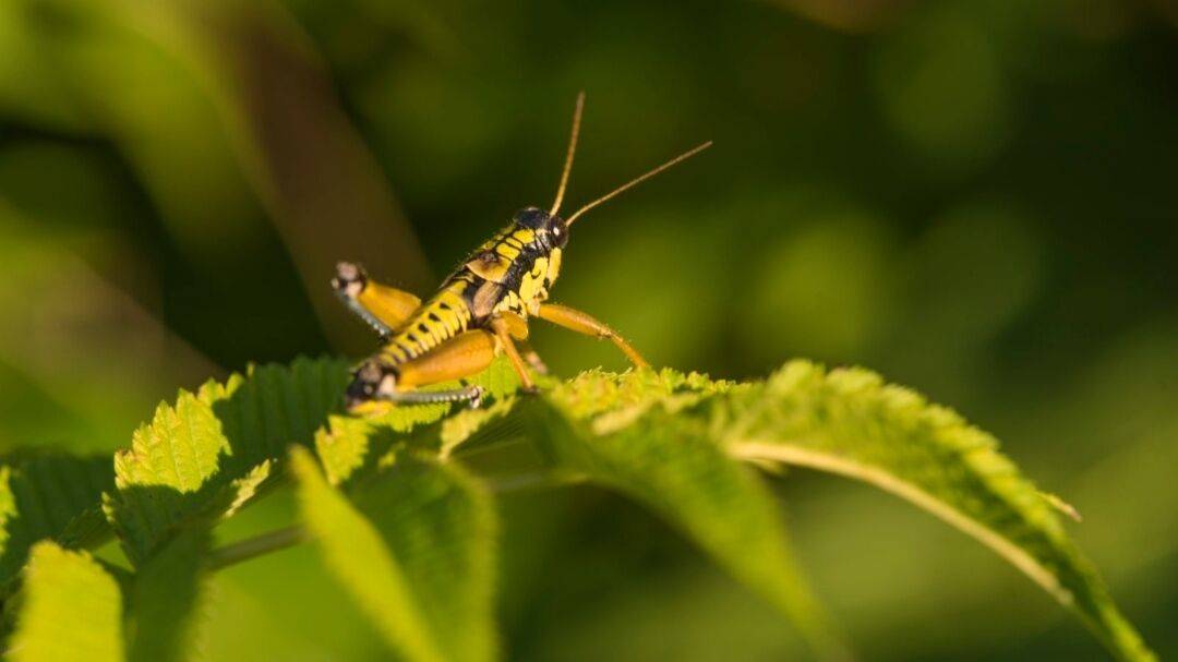 |覆盖面积高达330000平方公里的蝗虫群，怎么就突然消失了呢？