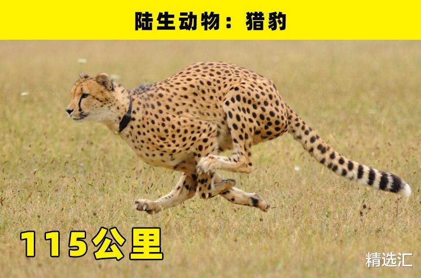 道奇|“世界之最”：盘点世界上最快的7种超快事物