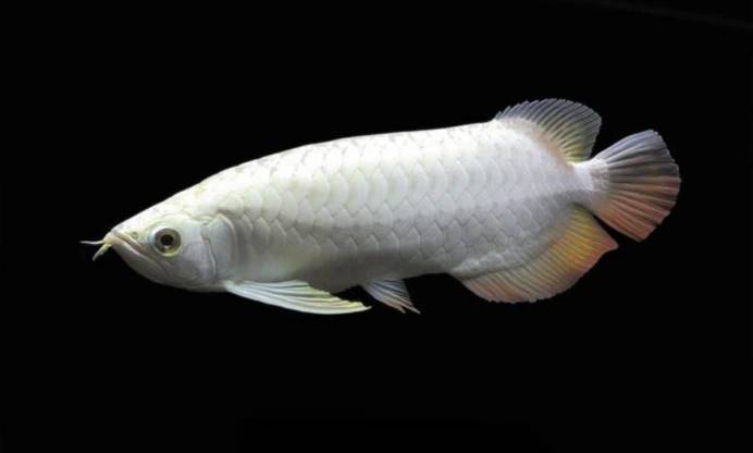 蟒蛇|自然界最富有的3种生物，一出生自带24K黄金，抓到一只吃穿不愁