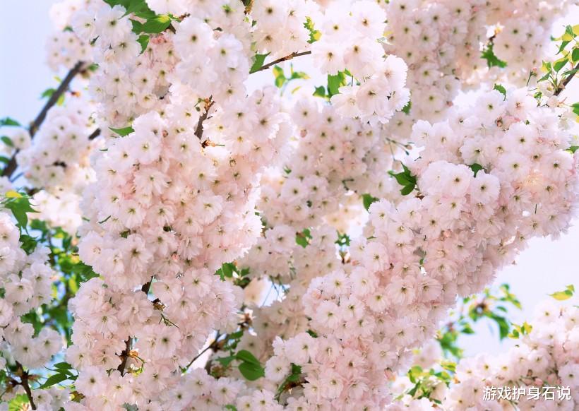 『生肖』下个月之内，缘分与桃花飞蛾扑火，愿好好珍惜感情的四大生肖！