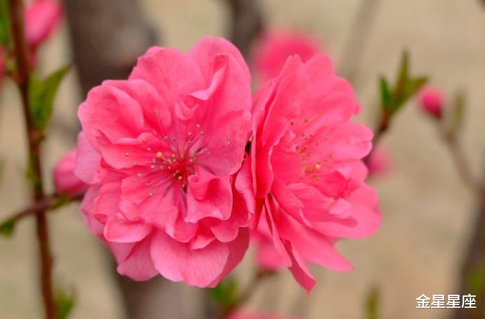 『运势』注意！先苦后甜，6月19号金玉满堂翻身做土豪的3大生肖，好运连连