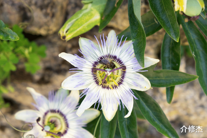 生肖▲7月底桃花鲜艳，天降情缘，4生肖与真爱看对眼，真情一线牵