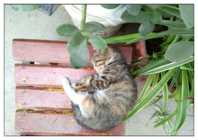 母猫孩子被送人后收养小猫当孩子，生二胎后离世，小猫当起了妈妈