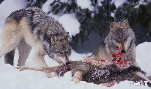 ▲猛兽真实战斗力排行榜，完全想象不到，还是不要招惹它