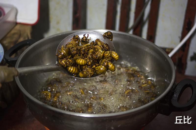 「」“知了”知多少，常见的蝉除了知道吃，你都认识吗？