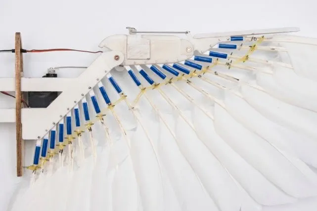 #科学家#蜻蜓：飞行的王者，科学家研究数十年，一直吃不透关键技术！