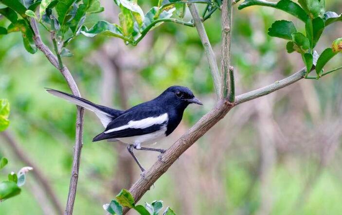 「吉星」26.27号财运大涨,3大生肖贵人帮衬,美梦全实现