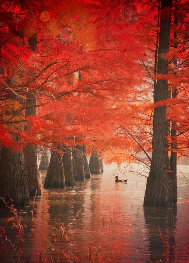 胡杨林|再过30天，全世界都要羡慕死中国了