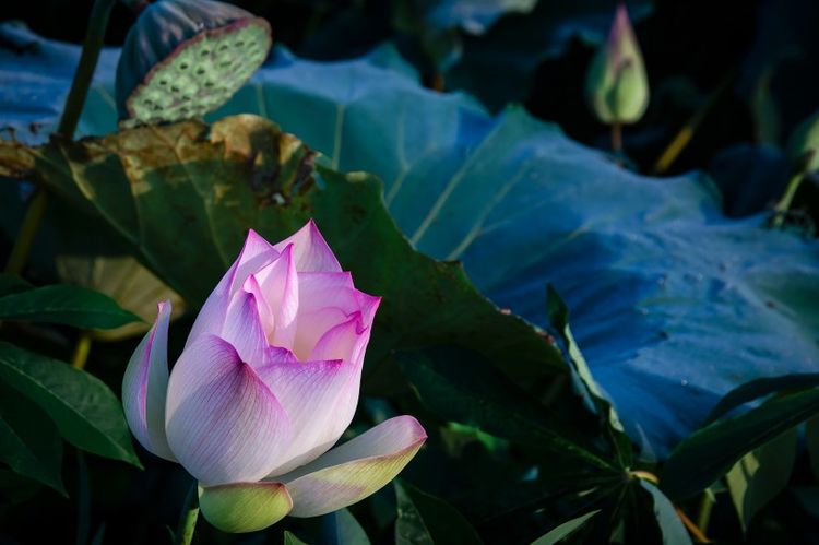 运势|9月开始运势亨通无阻，财源广进，日子衣食无忧的四大生肖