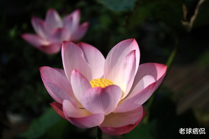 「生肖」财运亨通，否极泰来，赚得巨大财富，一家人安康的3生肖