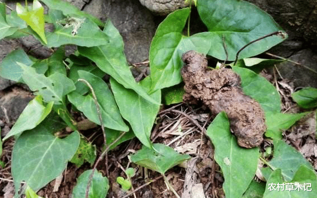 肺癌|它是何首乌，却少人知道草本，辨认好，块茎很珍贵