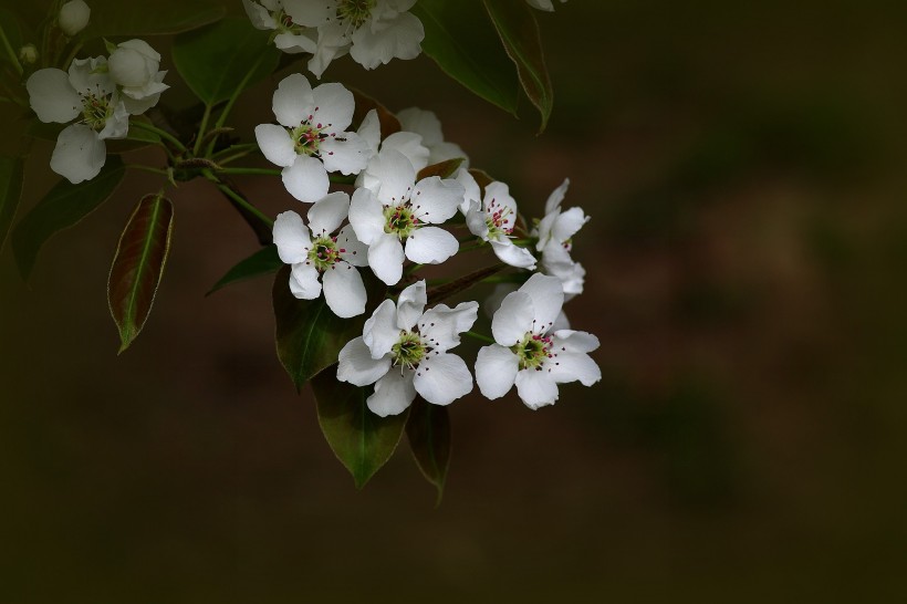 生肖|未来一周桃花红红，爱情说来就来，有望结成好姻缘的四个生肖！