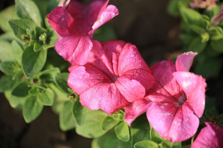 生肖|未来15天，比算命准！财运满堂红，好运加持中大奖的4大生肖