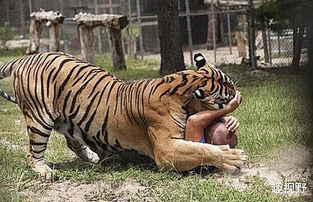 老虎|史上最残忍的老虎，横跨两国疯狂吃人，这是为什么呢？