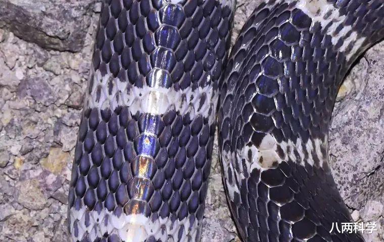 银环蛇|银环蛇为什么那么毒？中国最毒的毒蛇，毒液数量不够，毒性来凑！