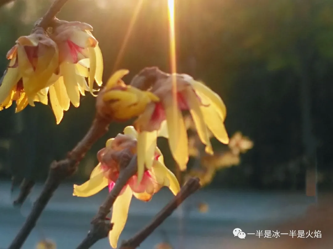 一半是冰一半是火焰 ?小寒访蜡梅：且趁眉间喜色开