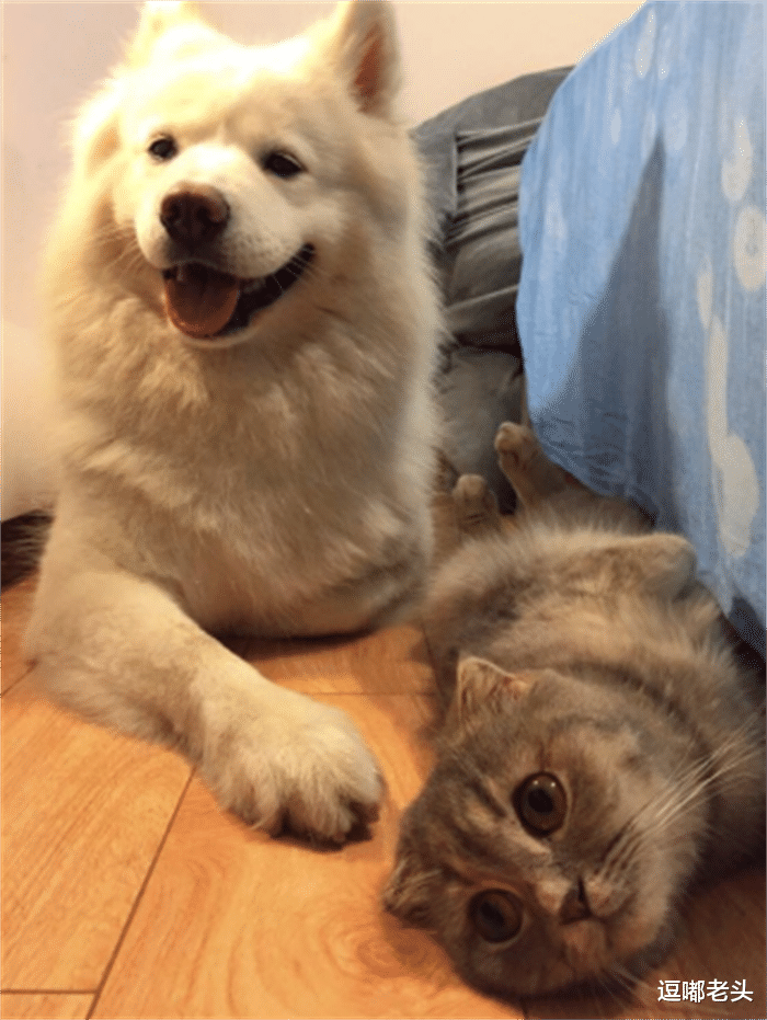 猫咪在捣蛋，萨摩耶看不惯，就向主人告状