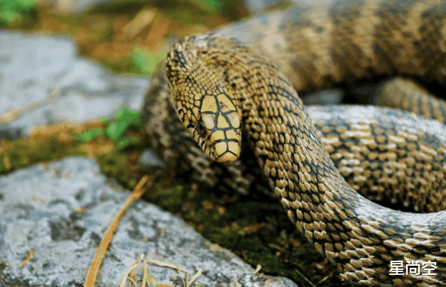 毒蛇|中国最牛的无毒蛇，可吞食五步蛇，或许只有眼镜王蛇能抗衡