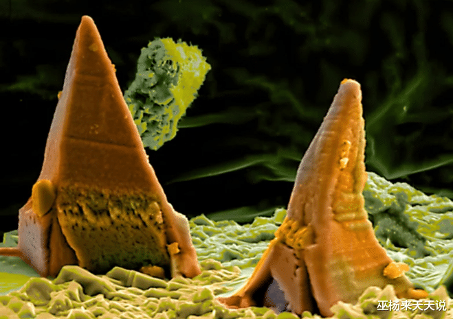 显微镜|22张显微镜下看到的奇妙的照片，看完还敢这样刮胡子吗？