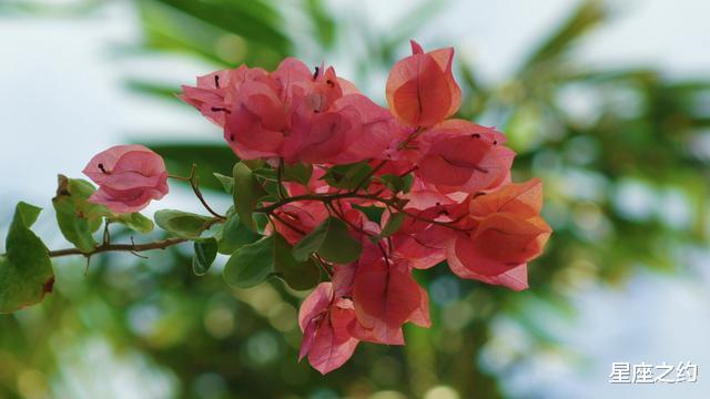 『运势』5月4日星座运势:巨蟹拓展眼界,天秤拼尽全力,水瓶贵人相助