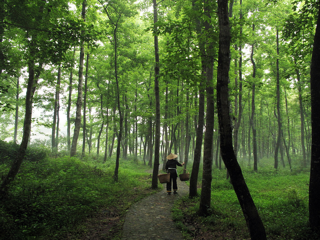 「太行山」全长2300公里的太行山森林步道正式迎宾了！