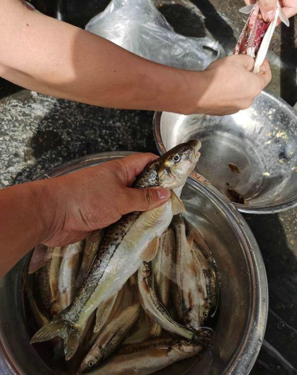 民警|武陵山腹地现成群“奇鱼”，梭型无鳞，似从地下河游出