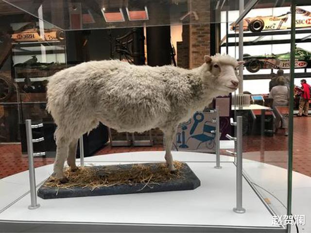 「科学家」24年前就造出克隆羊,为何不克隆人?看看克隆羊的下场,多恐怖