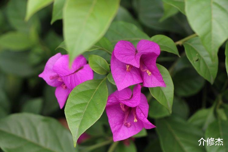 运势|10月份，缘从天降，双喜临门，桃花缠身，有望遇见真爱的4大星座