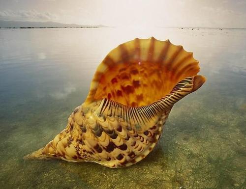 科学家|基本上所有的动物都是对称的,许多科学家认为这并不是进化的巧合