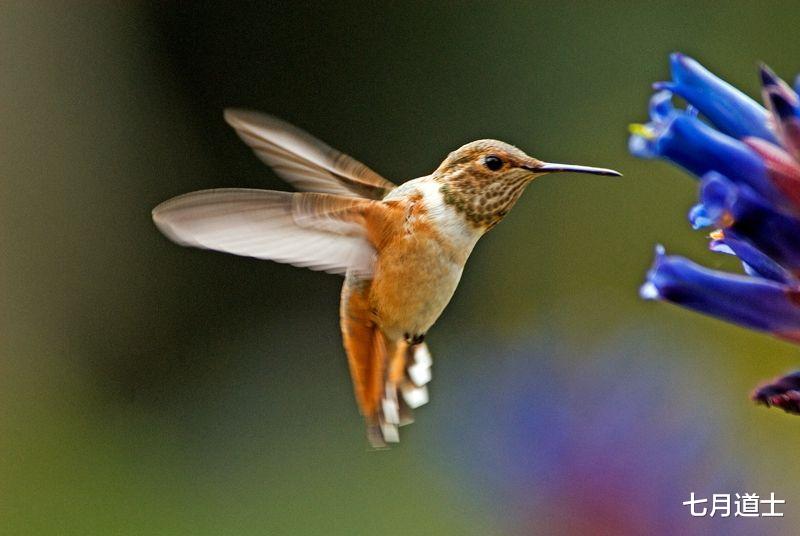 大熊猫|CNN评选的世界第一可爱的动物前20名，大熊猫居然不是第一名