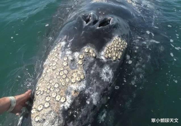 【鲸鱼】为什么鲸鱼身上寄生有很多藤壶，而大白鲨身体却干干净净？