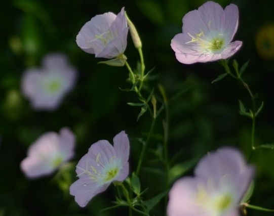 『运势』4月下旬好运伴身，4属相喜事多见，财运滚滚，富贵不请自来