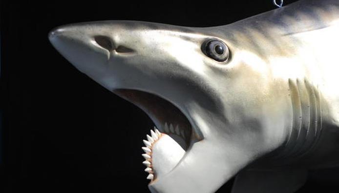 科学家：史上最“妖孽”的鲨鱼，科学家们花100多年都搞不清其造型！