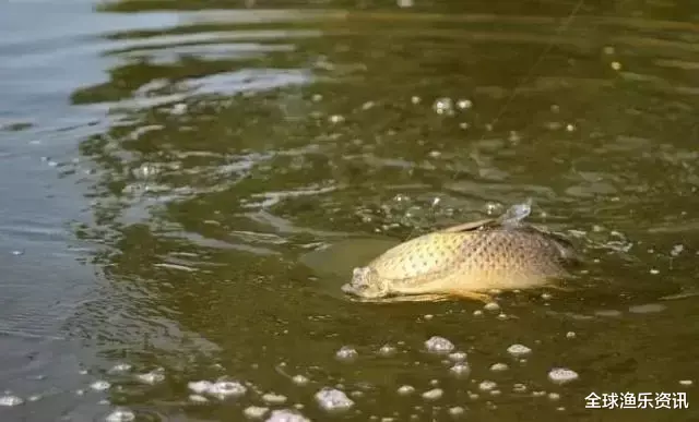 #鲫鱼#野钓判断鱼情的7大技巧，老钓友：学会这几点，让你收获满满！