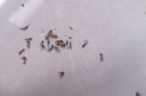 ▲天一热小飞虫又开始了，多注意这几个地方，将虫子灭干净