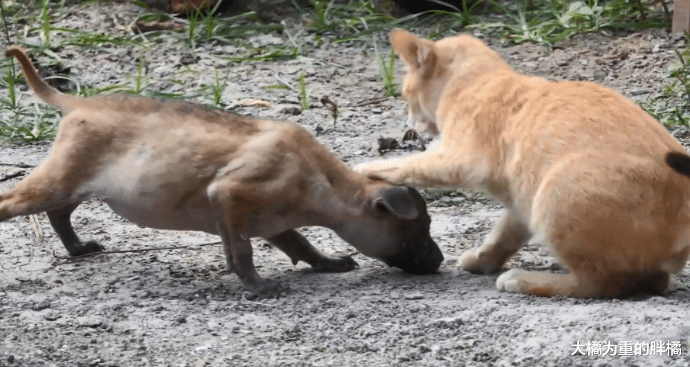 小狗与5只小猫住在婆婆家，却不受大橘猫待见，它反倒最先被带走