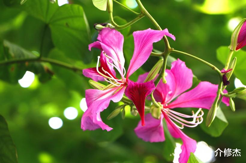 生肖▲6月底,桃花运旺到爆,异性缘大大上升,喜结良缘喜脱单的4大生肖