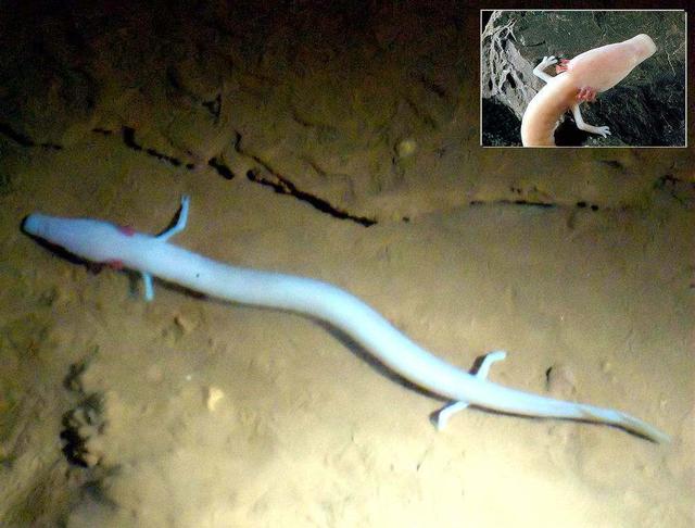 「娃娃鱼」娃娃鱼?江苏男子大河垂钓,钓起“金色四脚鱼”,网友:小恐龙